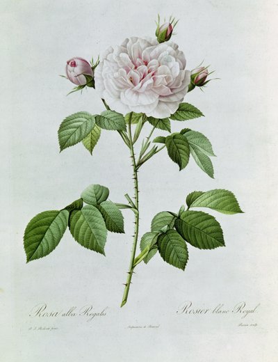 Claude-Antoine Thory Les roses. Illustration: rosa alba regalis (Farblithographie) von Pierre Joseph Redouté